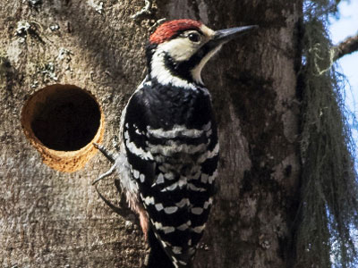 Imagen Birding Pirineos - Ornitología en la Jacetania
