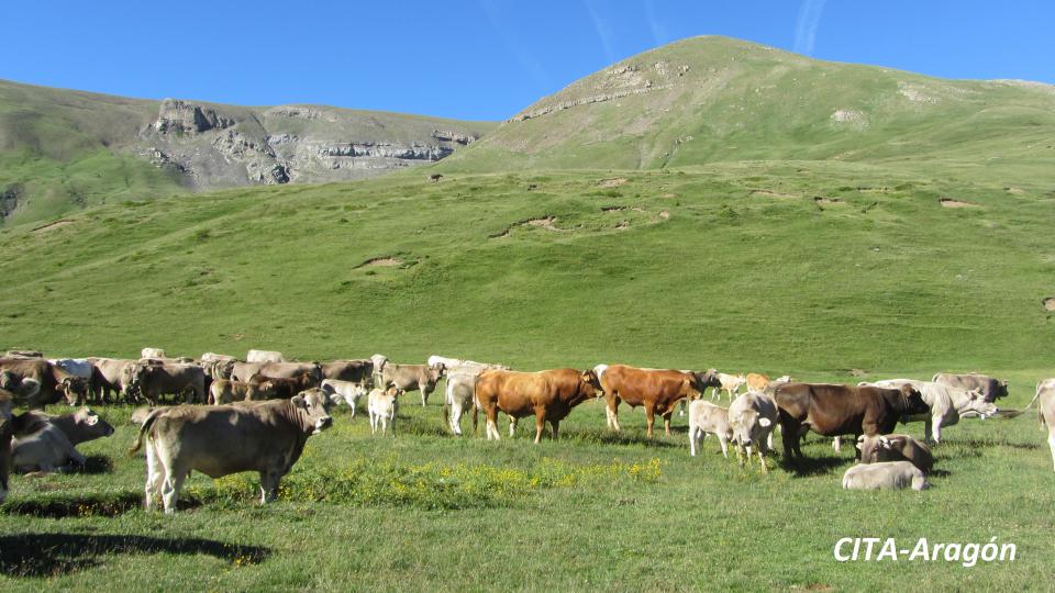 OPTIBOVIS, un proyecto para la mejora de la productividad de los rebaños de vacuno de carne de la Jacetania