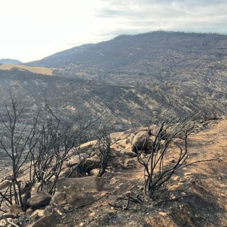 Imagen La Comarca de la Jacetania apuesta por el pastoreo como método de ...